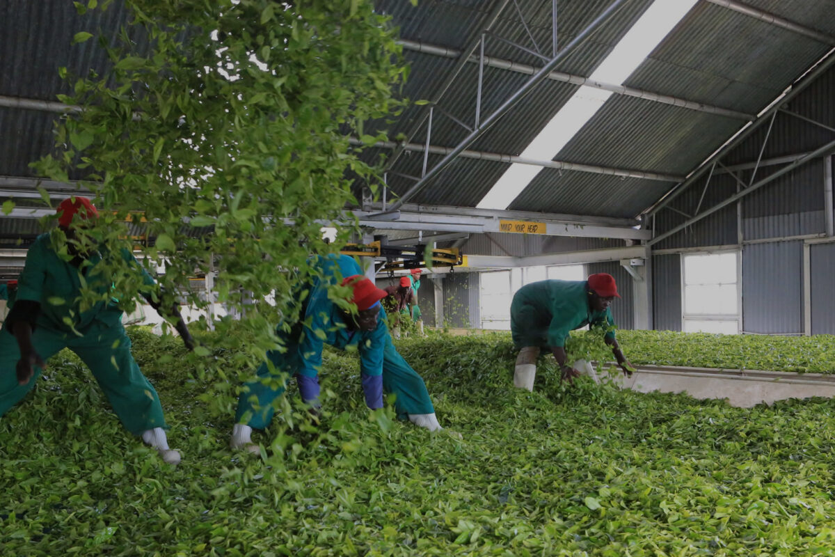 Malawian tea workers awarded $3m for gender-based violence